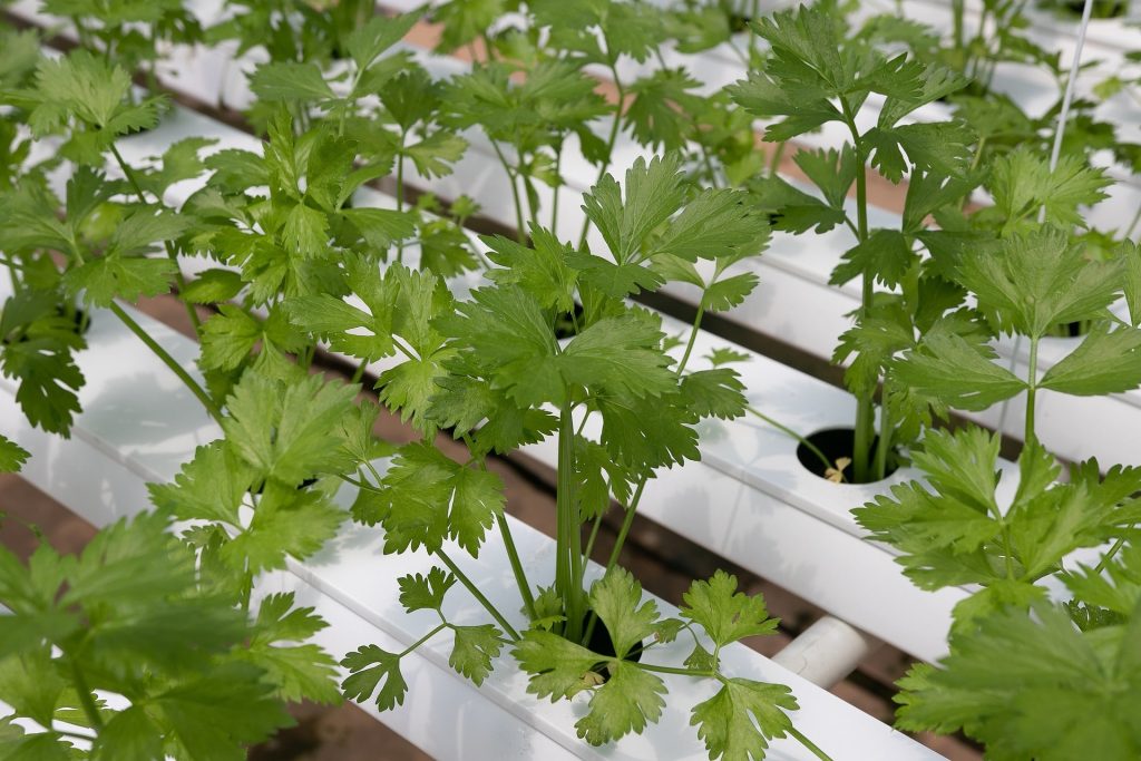 Cilantro Spacing